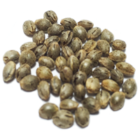 autoflower marijuana seeds