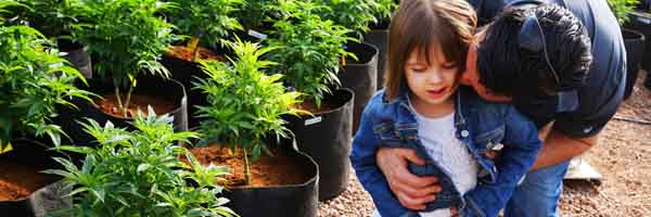 marijuana cbd outdoor grow